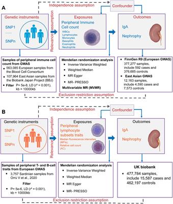 Causal association between peripheral immune cells and IgA nephropathy: a Mendelian randomization study